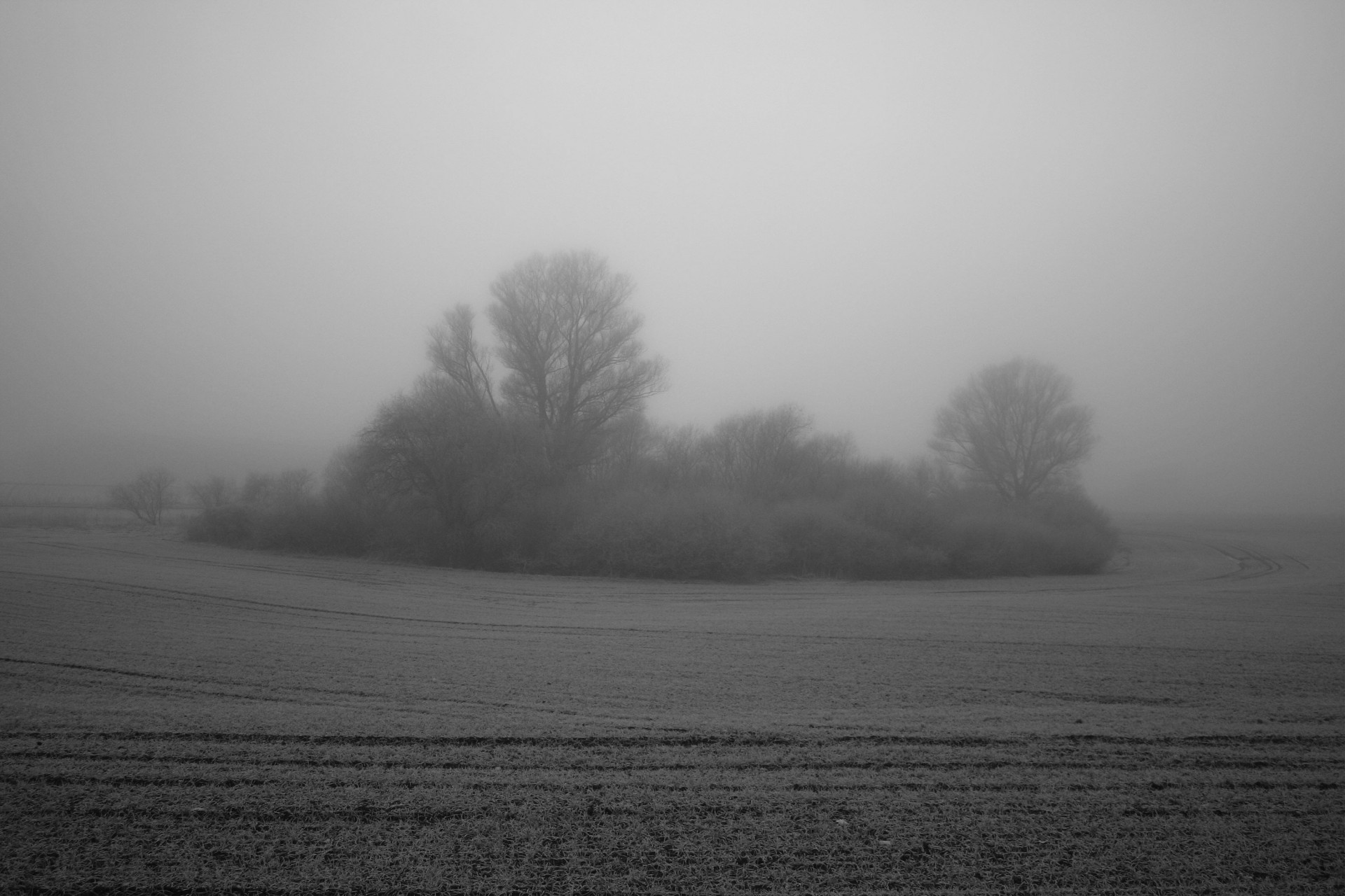 campo albero cespuglio nebbia