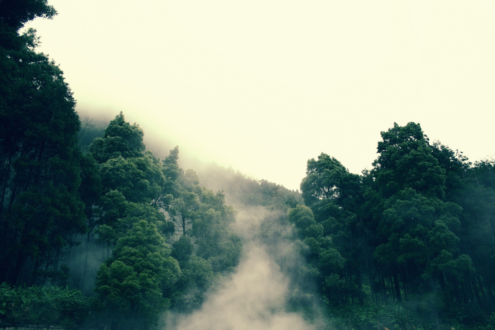 forest fog tree