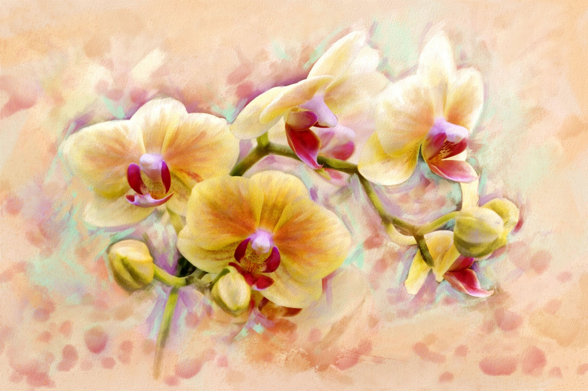 orchidea arte fiore così brillano originalità forma fata orchidea