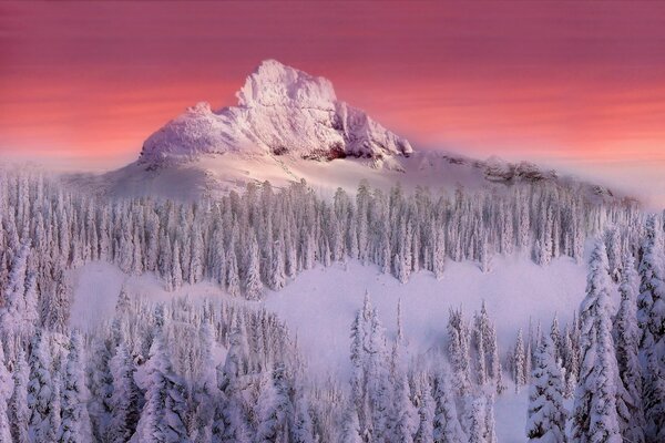 Alberi innevati su sfondo di montagna e tramonto