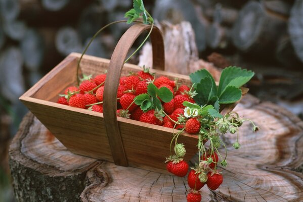 Erdbeersaison- die köstlichsten Beeren