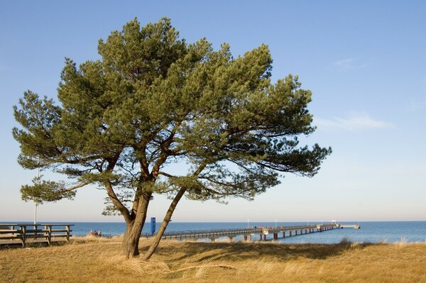 Derovo al molo vicino al mare blu