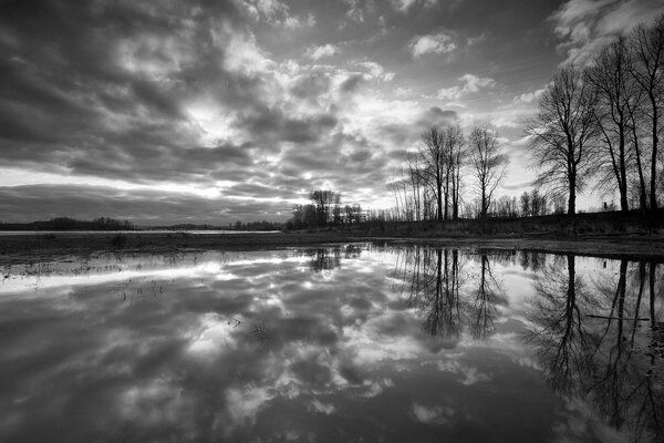 Arbres noirs et blancs se reflètent dans l eau