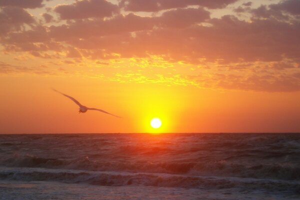 Gabbiano al tramonto