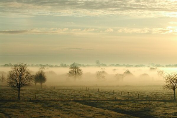 Trees in the field under the fog