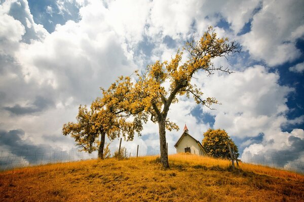 Cloudy sky and golden tree