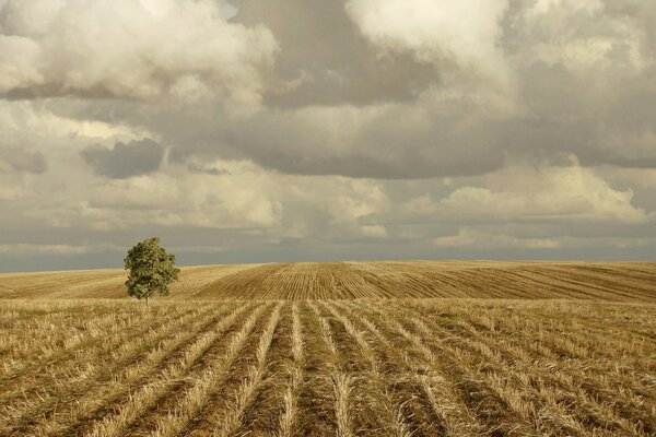 View of a field with a lonely tree