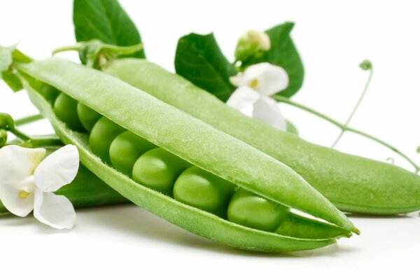 Beans on a white background