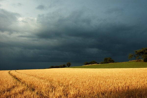 Campo di segale in un temporale