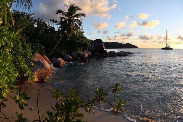 Blue sea, rocks and palm trees