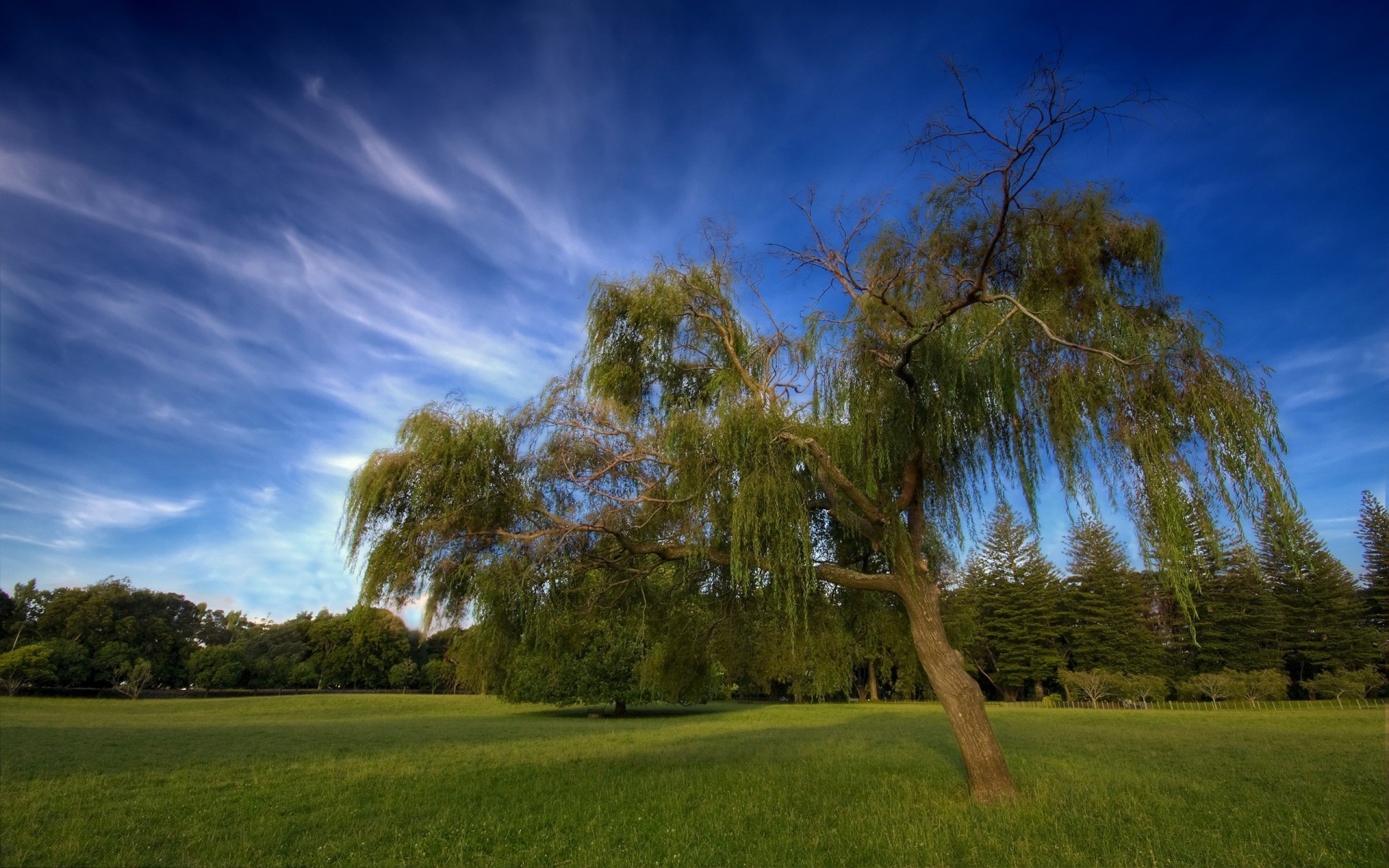 neuseeland wolken himmel baum hdr