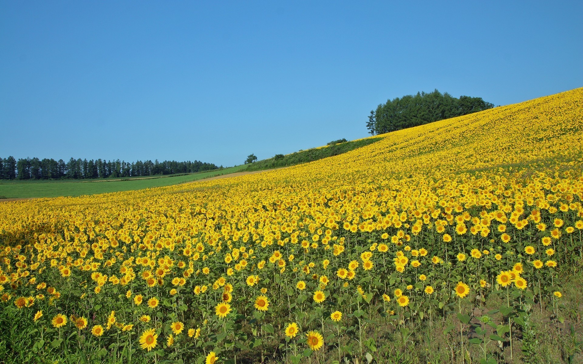 campo girasoli