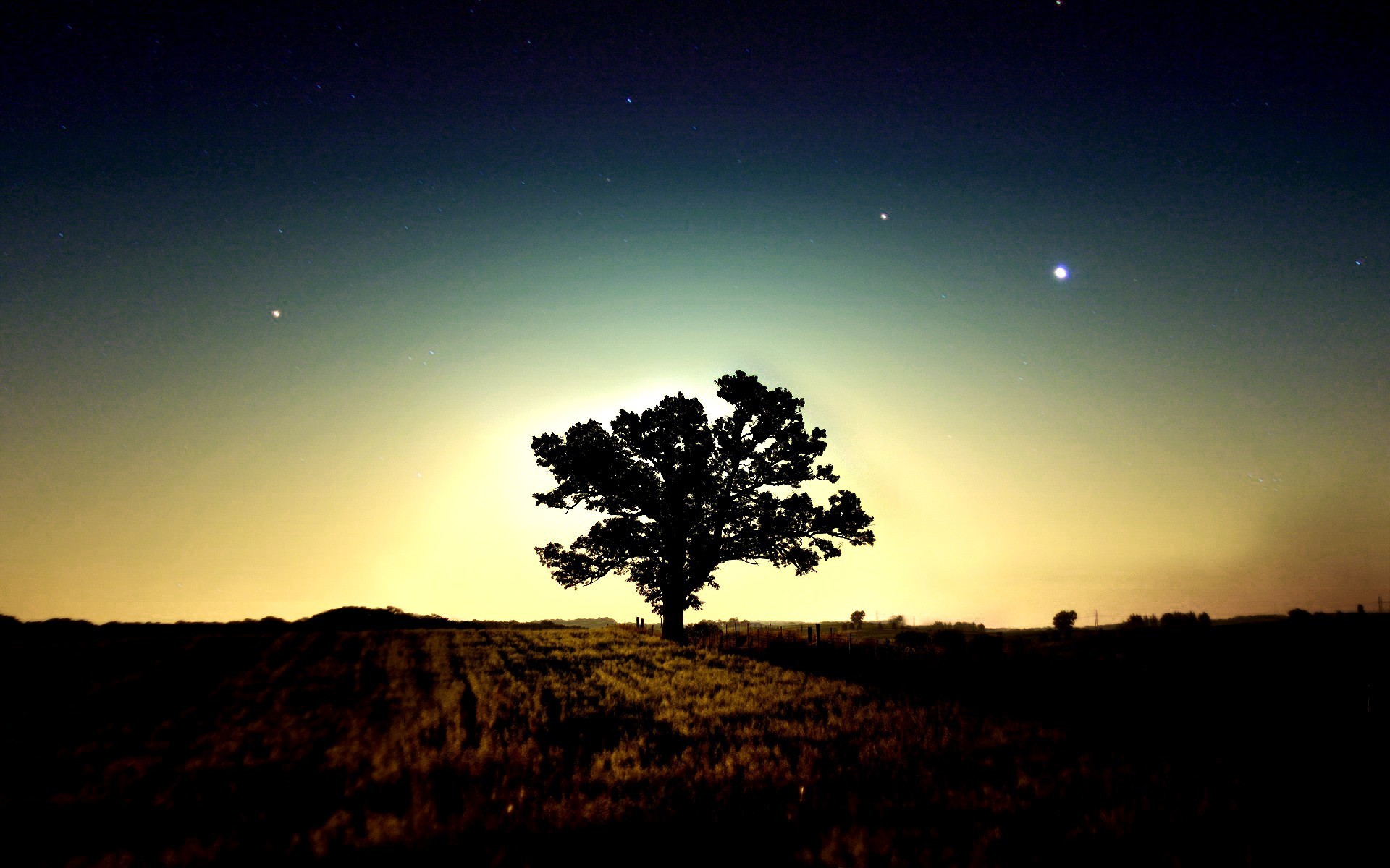 albero mattina stelle