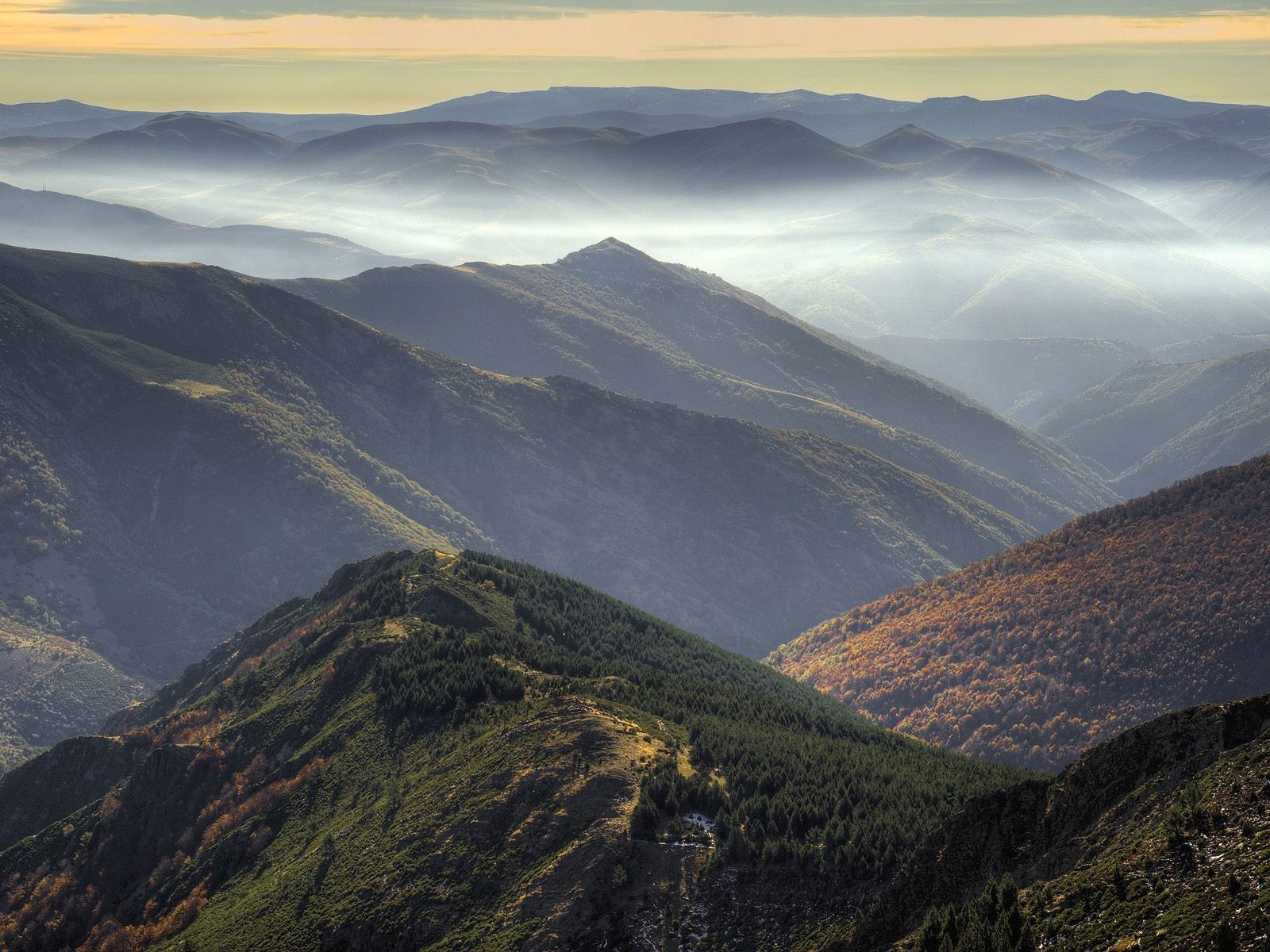 collines brouillard forêt