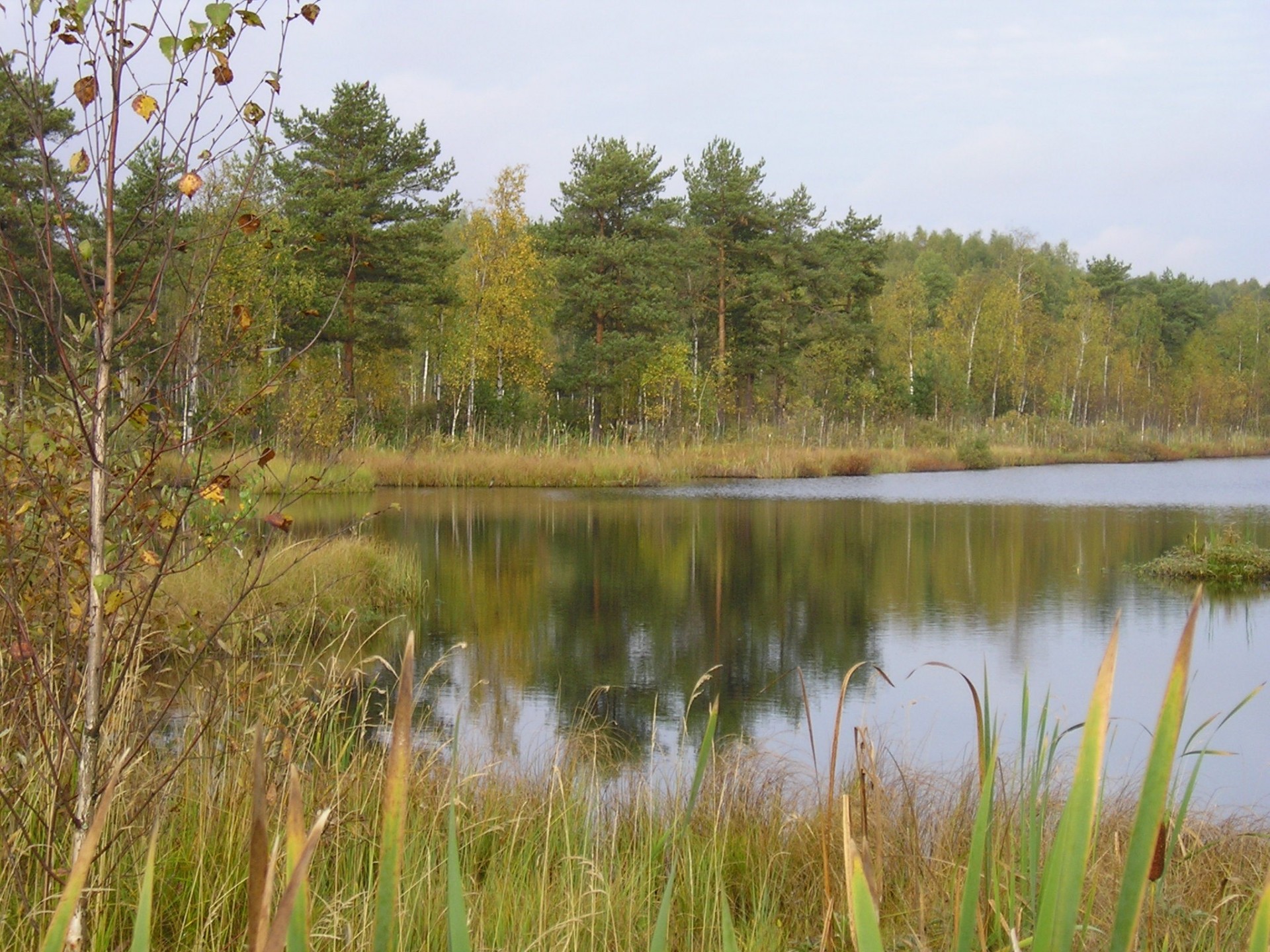 lac forêt arbres