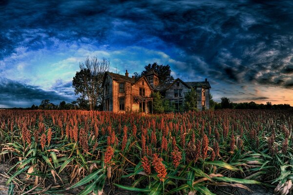 An old house in a cornfield