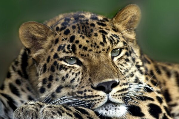 The smart look of a wild leopard