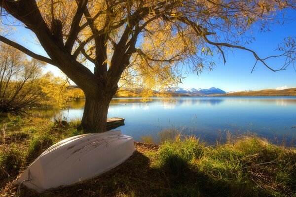 Paysage d automne avec un lac et un arbre tentaculaire