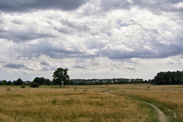 Paysage d été dans un champ dégagé