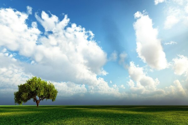 Photo on the desktop. A green field with a tree on a background of blue sky with white clouds