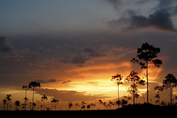 Tramonto colorato sugli alberi