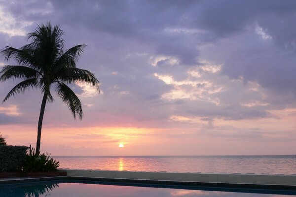 A lonely palm tree on the background of the sea with clouds