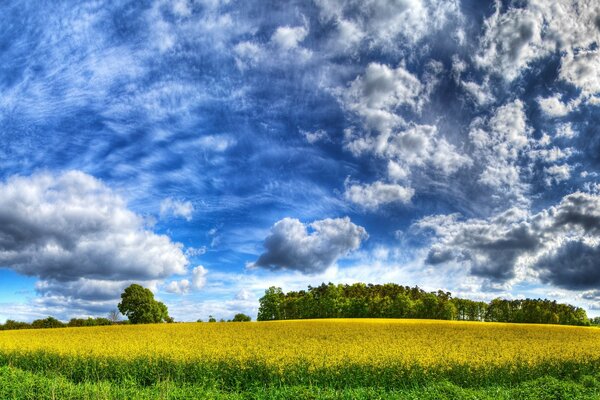 Enorme campo amarillo con nubes