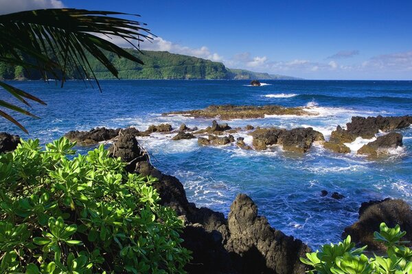 Paradis des îles de verdure sur le rivage