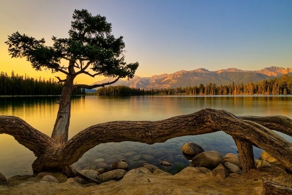 Ein mächtiger Baum am Ufer eines schönen Flusses