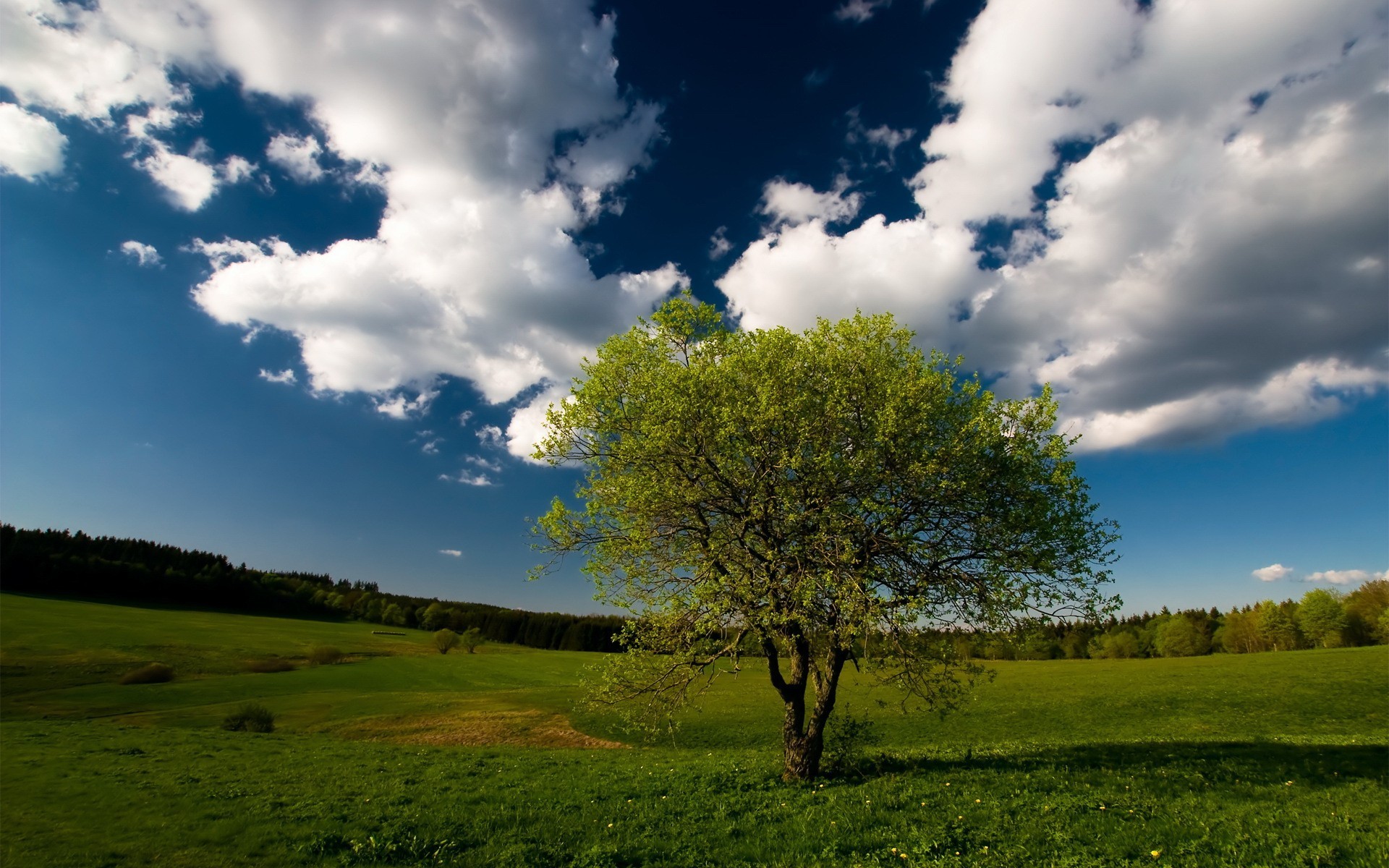 albero foresta cielo campo nuvole