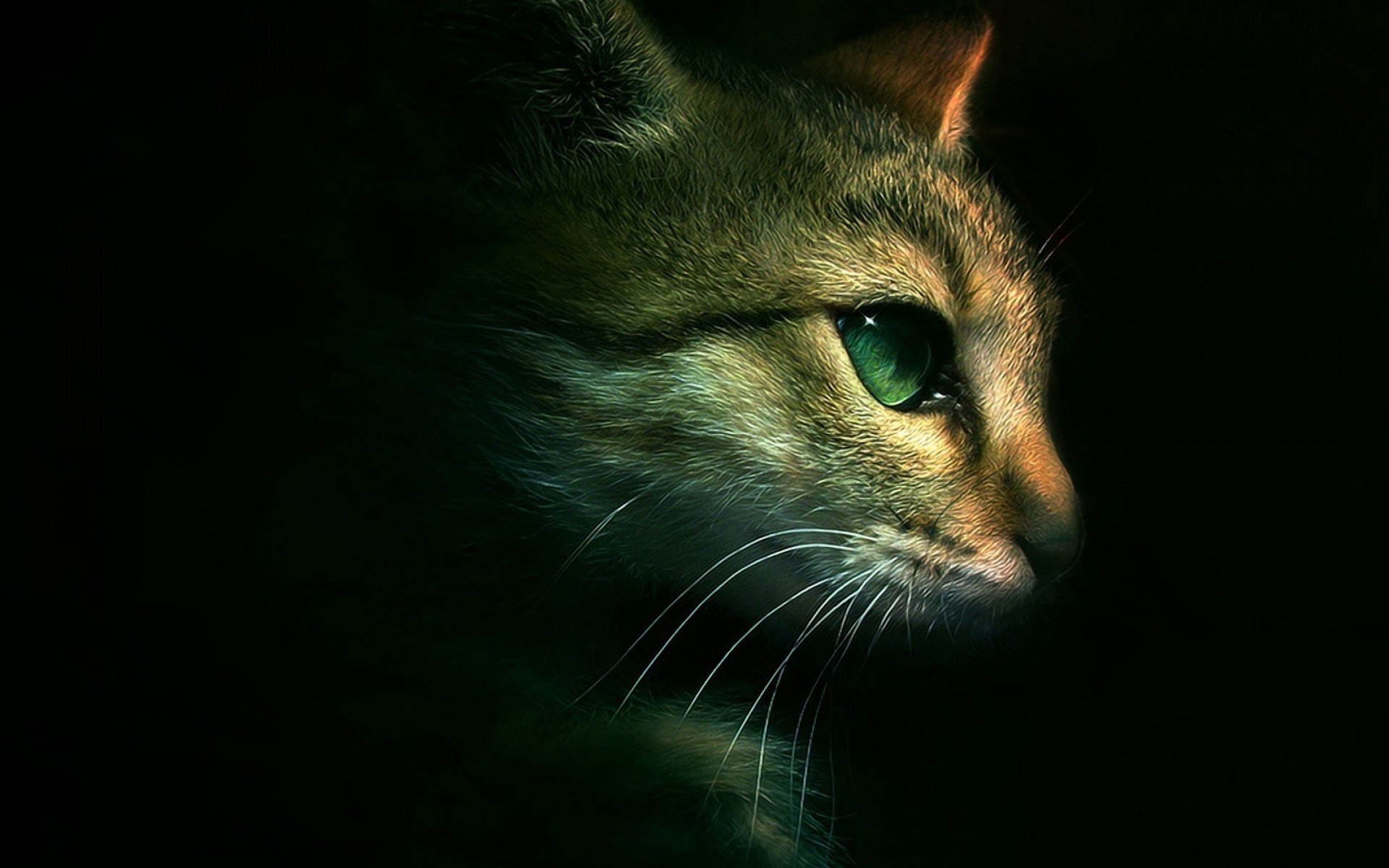 green eyes cats black background animal