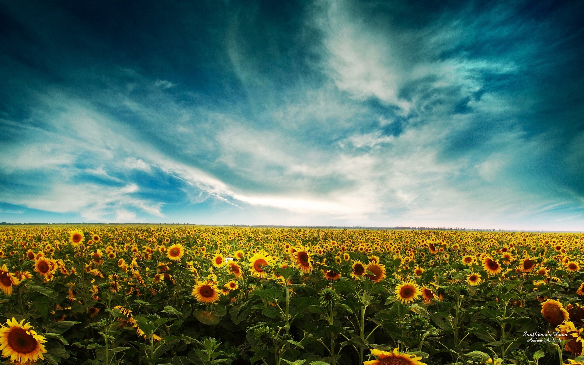 tournesols champ ciel nuages