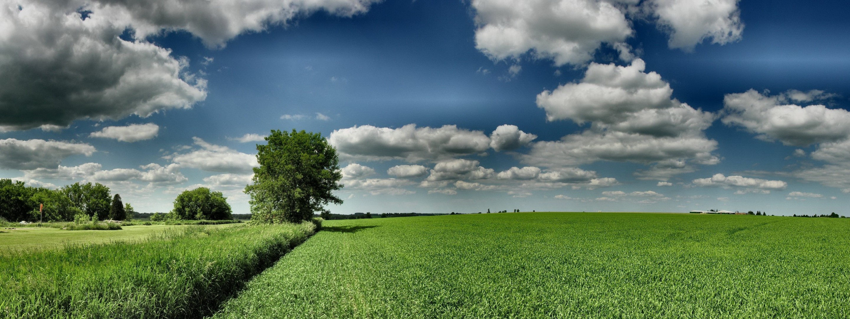 campo verde árbol hdr