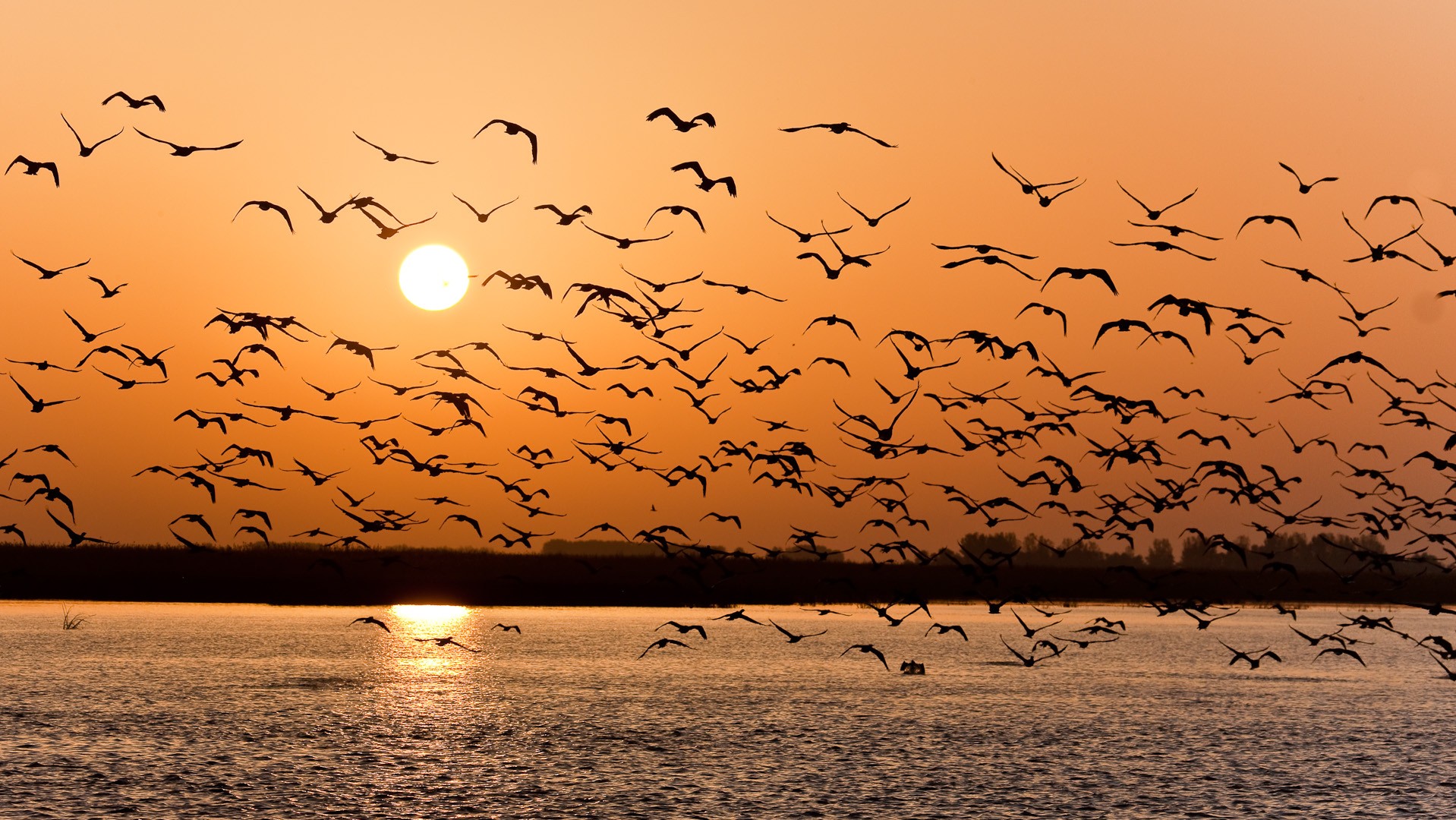 sonnenuntergang möwen wolga