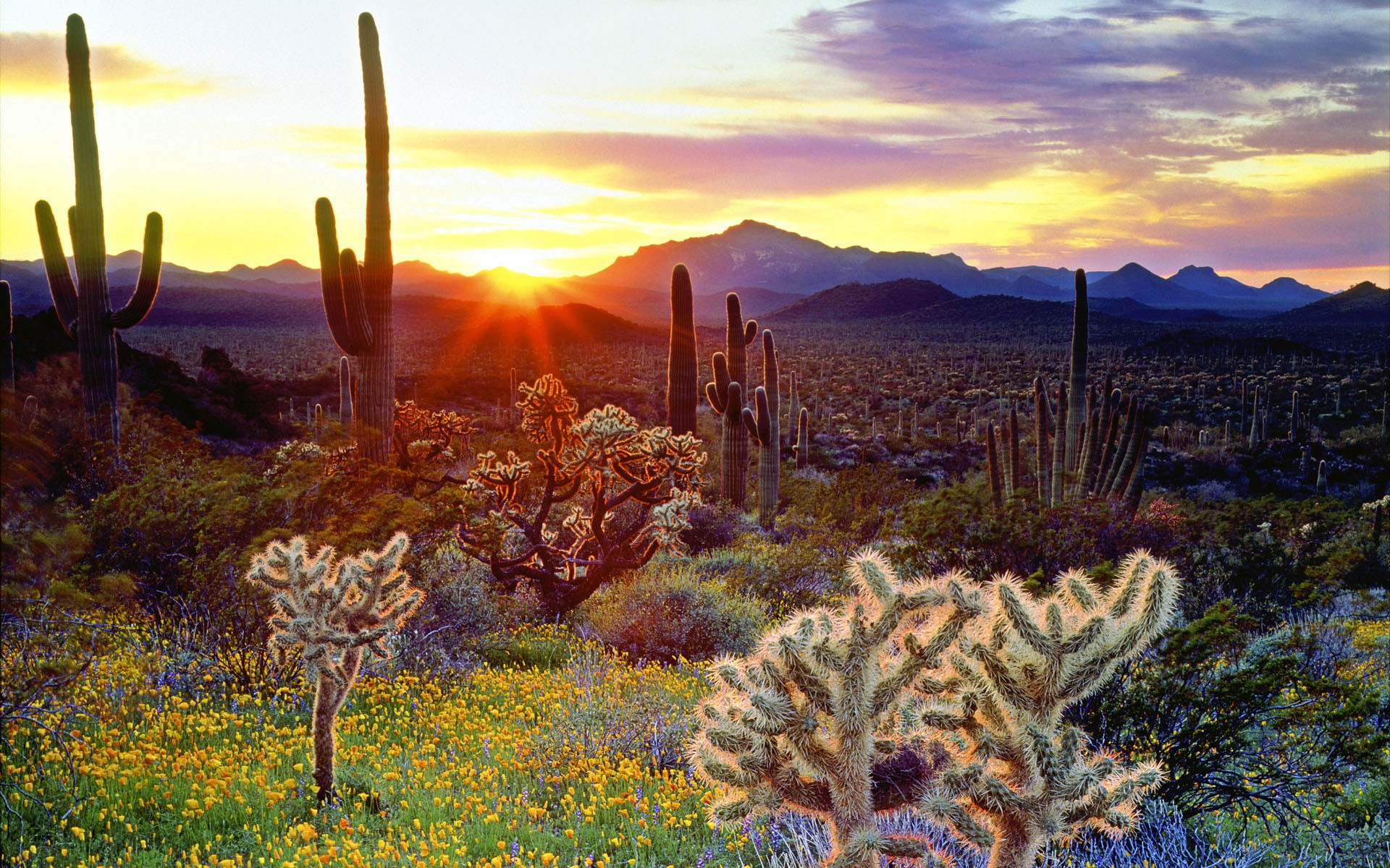 cactus fleurs montagnes soleil lever du soleil rayons ciel