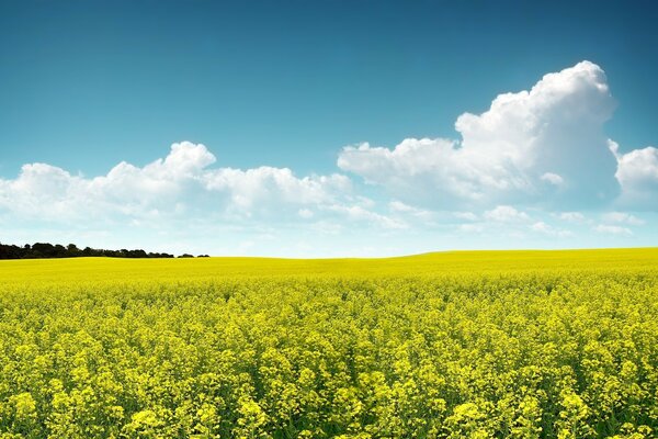 Campo de fotos y flores en primavera