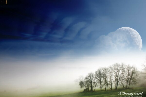 Arbres et herbe dans le brouillard