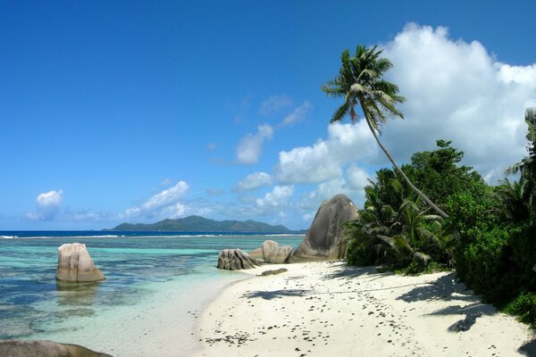 Ocean shore with palm trees and blue sky