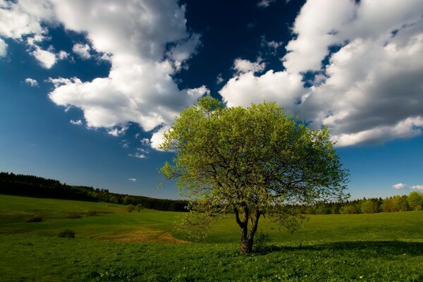 Albero nel campo sulla carta da parati