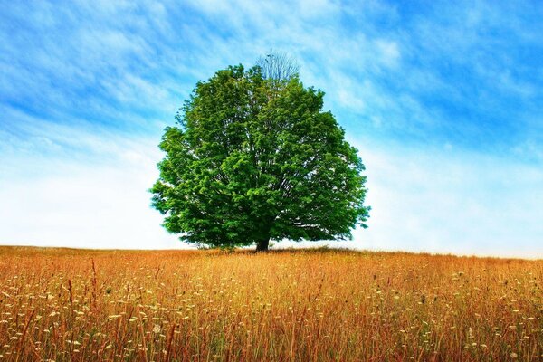 Un viejo árbol solitario en medio de un campo verde