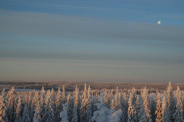 Moon over snow-covered trees