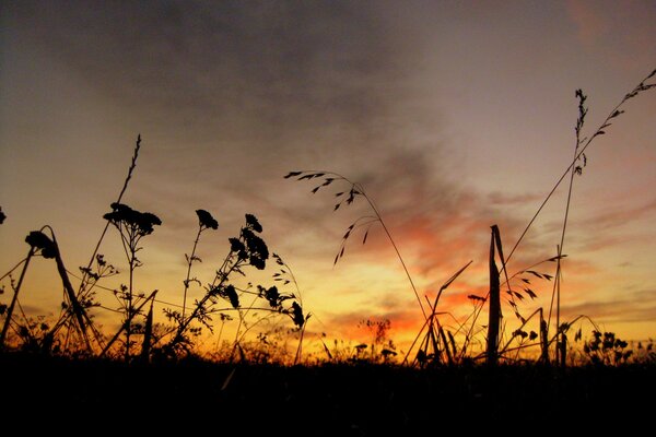 Dawn over meadow grasses in the field