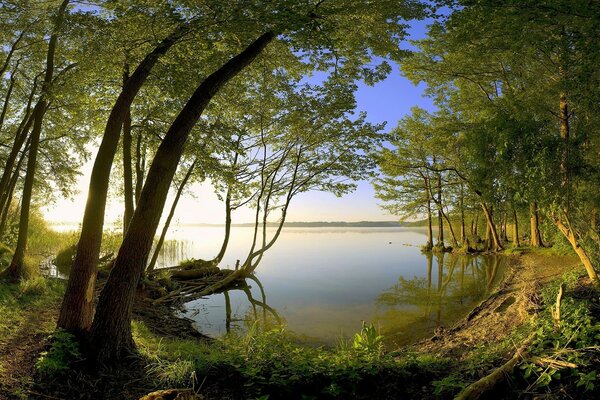 Trees growing on the lake shore