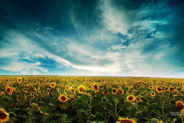 Champ de tournesols sous le ciel avec des nuages