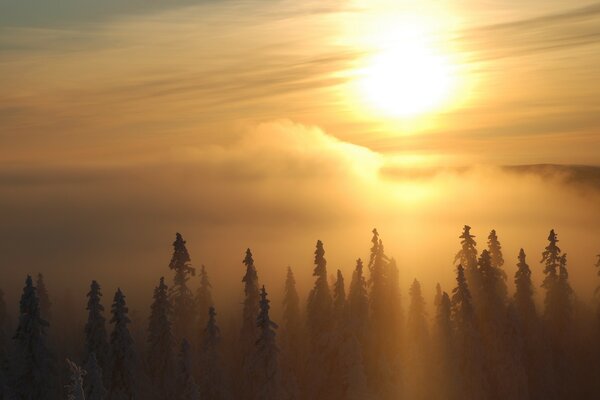 Morning fog over the treetops