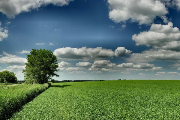 Campo verde, árbol, nubes