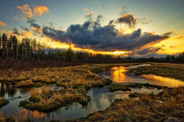 Tramonto ai margini della foresta di betulle