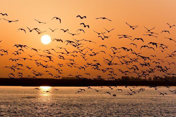 Gabbiani al tramonto, molti gabbiani, Volga al tramonto