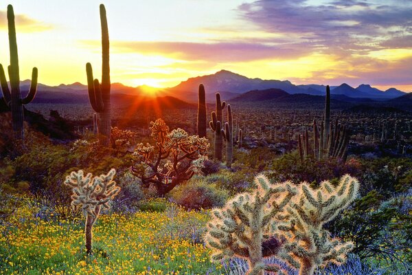 Cactus au lever du soleil sur fond de montagnes