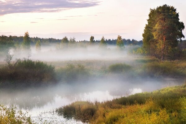 A tree in a swamp in a thick fog